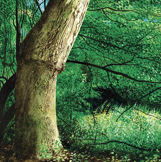 Tree Trunk