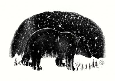 The bears