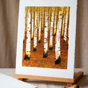 Fine Art Print - Birch Wood